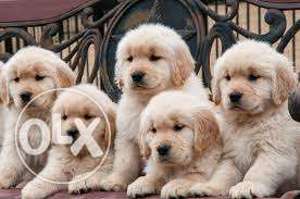 Golden Retriever Pure Breed Puppies Available