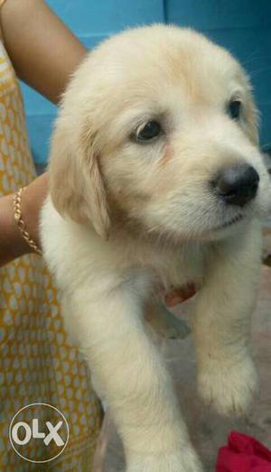 Golden retriever puppy one month old for sale