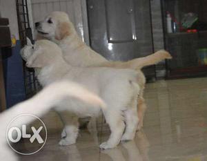 Good Quality golden retreiver Pups For Sell In Delhi