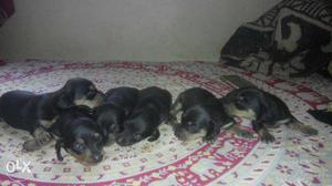 Good dashound puppies 4 available... Single puppy