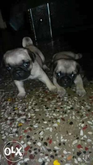 Good healthy pugs in delhi ncr call us now