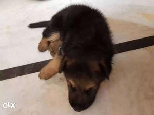 Good quality German Sheperd pups available..