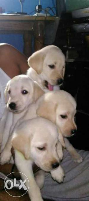 Good quality Labrador Retriever Puppies