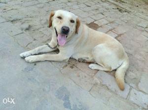 Good quilty lab female do bar sui a.