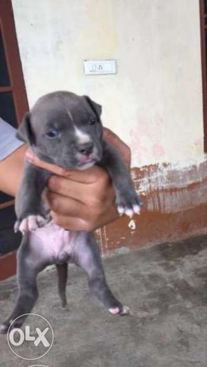 Gray And White American Bully female puppy top quality..