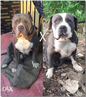 Gray And White Two American Bully Collage