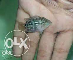Gray Flowerhorn Cichlid (1 pis Rs. pis Rs.750)