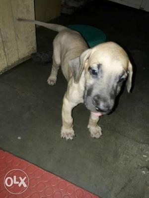 Great Dane female for sale puppy
