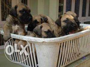 Great Dane puppies..