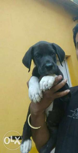Great dane black male for sale strong blood line