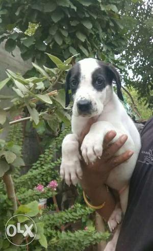 Great dane female puppy for sale strong line pups