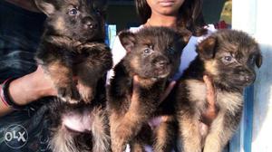 Gsd puppies huge size home born