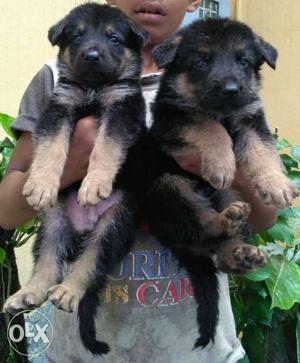 Gsd super quality pair for sell in