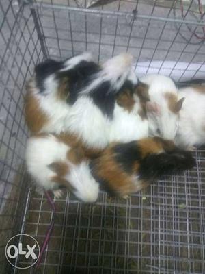 Guinea pig for sale price 800 each