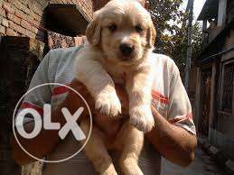 Healthy And top est Golden Retriever Pups for sell ~ KOLKATA