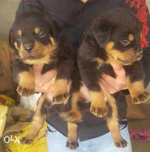Healthy Rottweiler pups available contact soon no show in