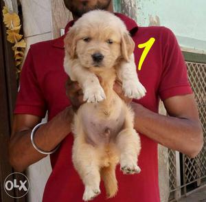 Here available gud quality golden retriever pupp all time