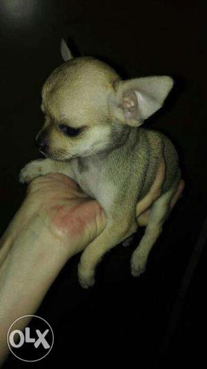 Hi i have some chihuahua for sale. Male female