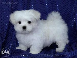 High quality Maltese puppies avable pure breed import