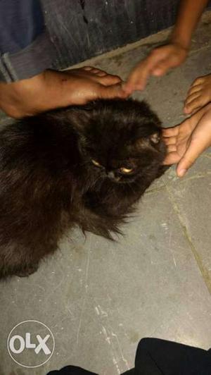I want to sell my Persian cat 5 months old age an