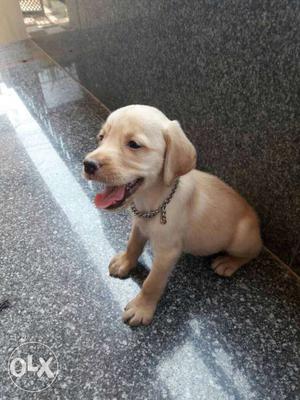 I want to sell my labrador