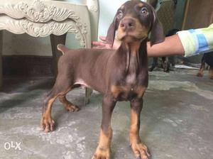 I6 Doberman male and female puppy available