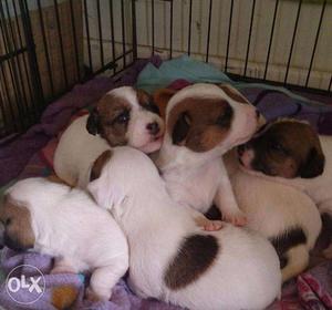 Jack Russell Terrier pups for sale. Top specimen. Regd.