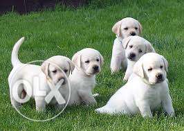 LAB Five Puppies Available Pure Breed