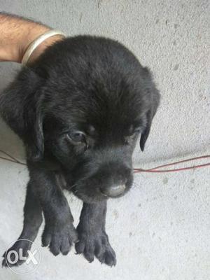 Lab Male pup available
