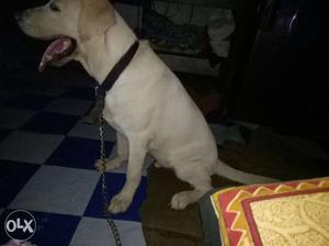 Lab male puppy very active 6 months age heavy