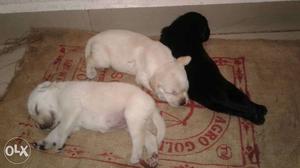 Lab puppies back male & 2 fimel limited offer