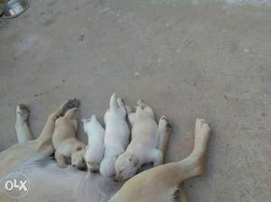 Lab puppy available in mysore