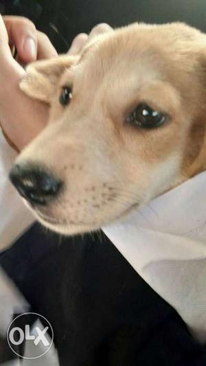 Labra Dog Cute Puppy 1.5 month old no bargain