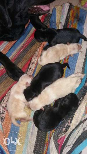 Labra female puppies for sale black nd golden