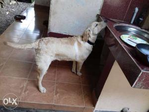 Labrador 5months old for sale