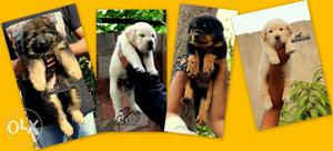 Labrador German Shepherd Rottweler Puppies Import and