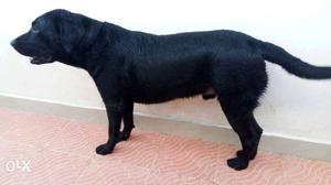 Labrador Male ready for matting 3 Years old