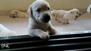 Labrador female available with paper gud blood