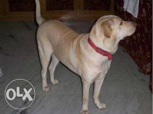 Labrador female for sale. 20 months old. next