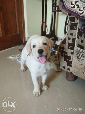 Labrador female puppy very friendly and healthy,