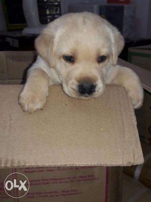 Labrador good quality pup original breed call me open add