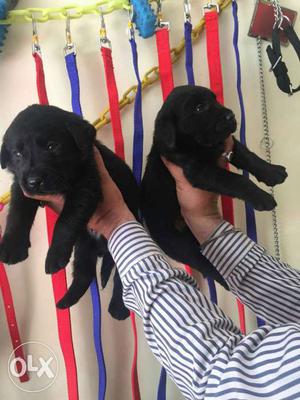 Labrador male puppy available in pure male 