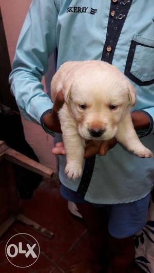 Labrador puppies available at Vry low cost