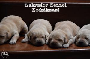 Labrador puppies available professional breeder