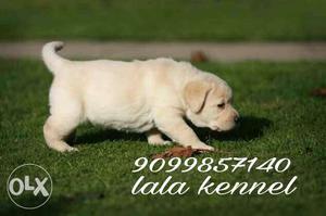 Labrador puppies healthy & complete size