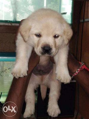 Labrador puppy/dog fr sale find a sweet friend in dogs