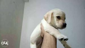 Labrador retriever puppy 100% pure n active first