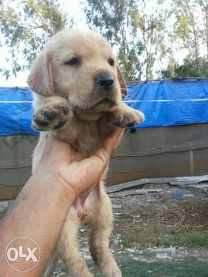 Labrador's fawn colored coat puppies all Breeds