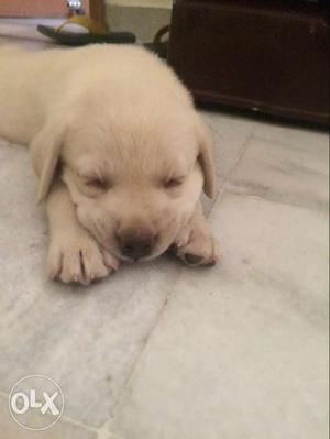 Labradour female pup havey bone. I am also less the price