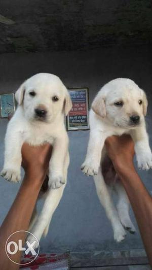 Labre pups 100% pure urgent for sale... 1mnth